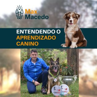 Entendendo o aprendizado canino: da teoria à prática